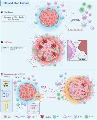 Enhancing immunotherapy outcomes by targeted remodeling of the tumor microenvironment via combined cGAS-STING pathway strategies